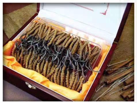 阳泉冬虫夏草回收